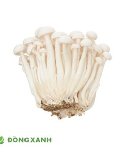 Nấm Linh Chi Trắng (1)