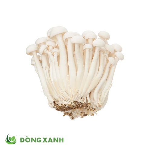 Nấm Linh Chi Trắng (1)