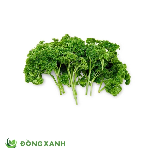 Ngò Tây Parsley