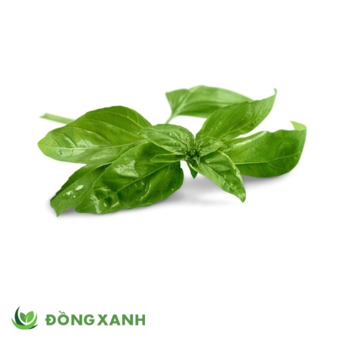 Quế Tây Basil