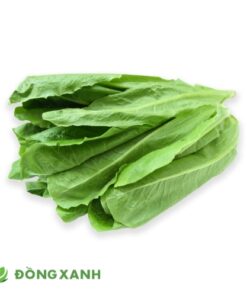 Salad Romaine