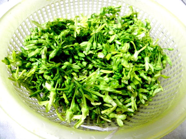 bong thien ly