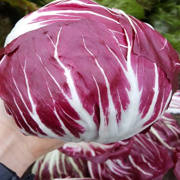 Salad Radicchio