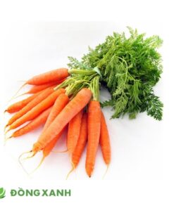 Cà Rốt Đà Lạt