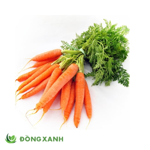 Cà Rốt Đà Lạt