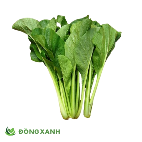 Cải Ngọt (1)