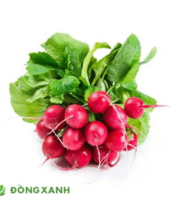 Củ Cải Đỏ Radish
