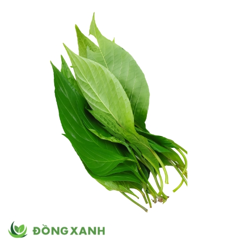 Lá Cẩm