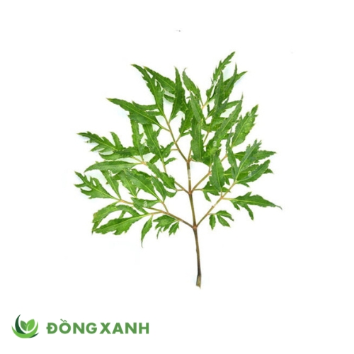 Lá Đinh Lăng