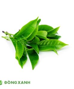 Lá Trà Xanh