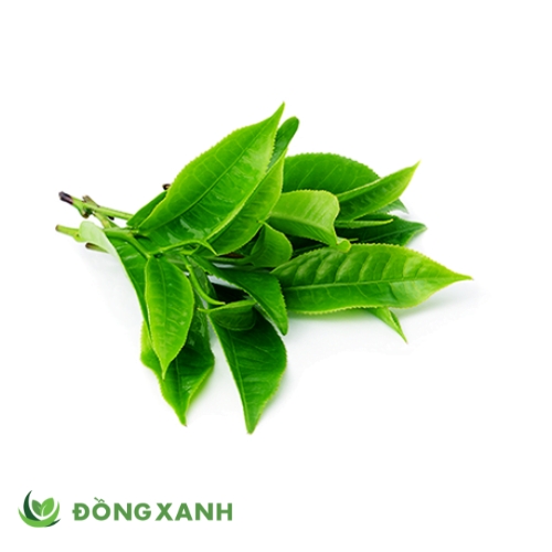 Lá Trà Xanh
