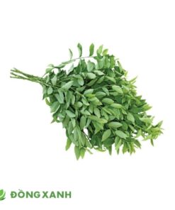 Rau Bồ Ngót