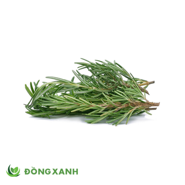 Rosemary (hương thảo)