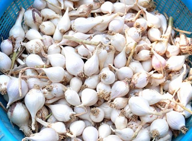 Tỏi lý sơn 1 tép - Tỏi cô đơn