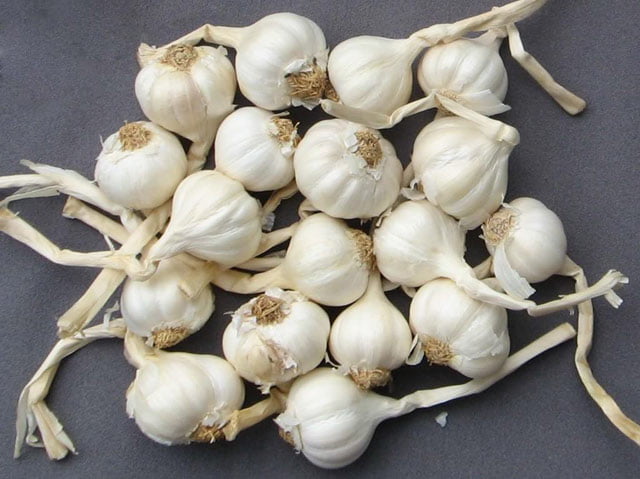 tỏi lý sơn đồng xanh