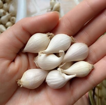 cung cấp Tỏi lý sơn