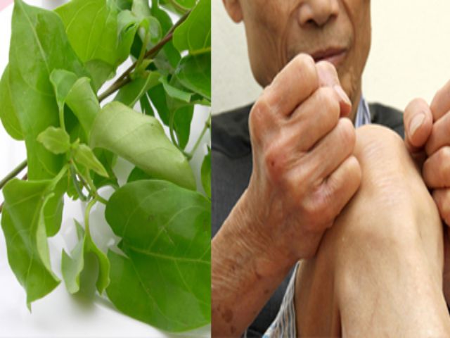chữa đau khớp từ lá giang