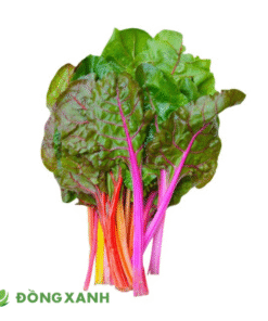 Cải cầu vồng Đà Lạt