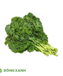 Cải Kale hay còn gọi là cải xoăn