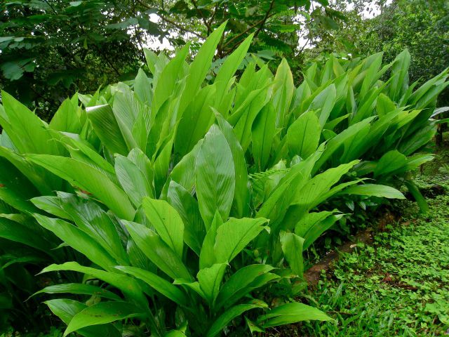 Củ nghệ được trồng phổ biến tại Việt Nam