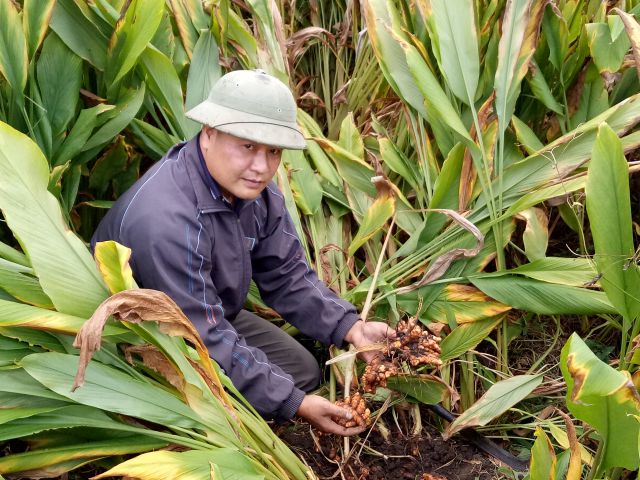 củ nghệ