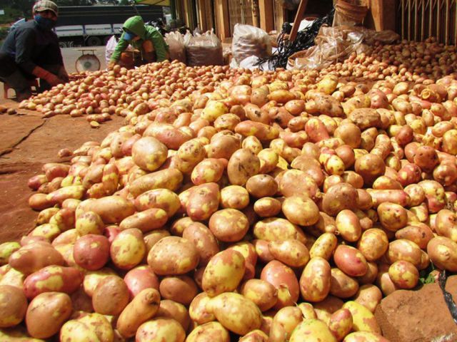cung ứng khoai tây Đà Lạt