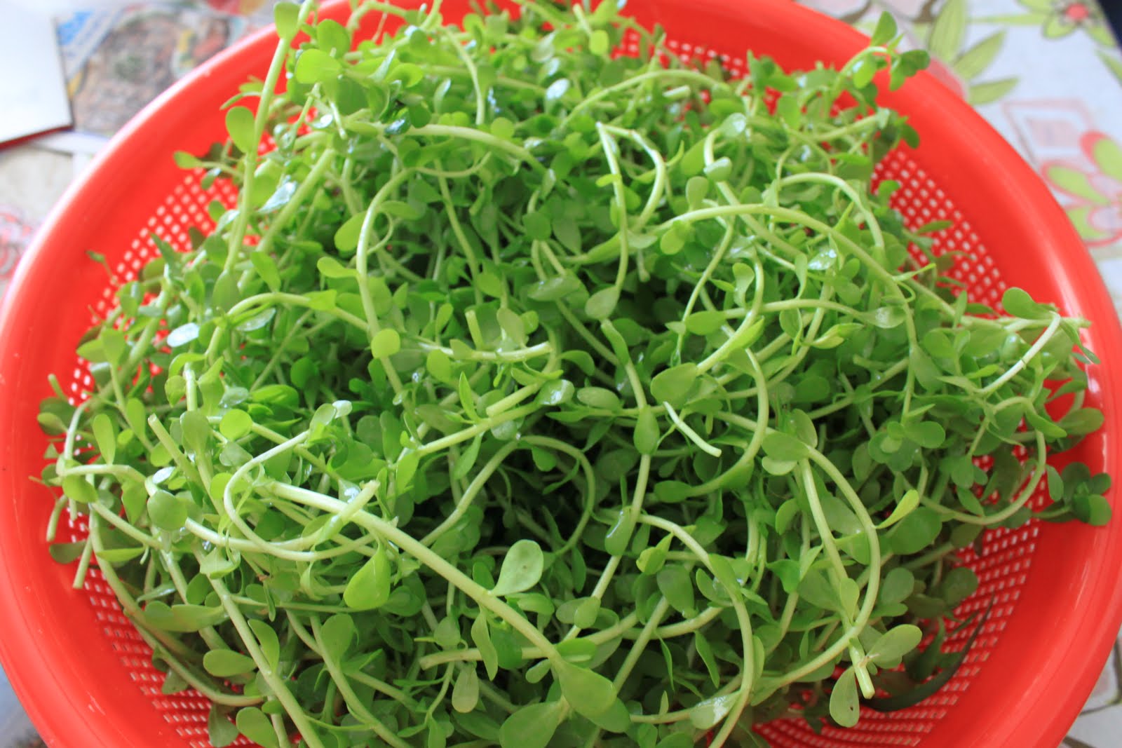 Rau đắng có lá xanh nhỏ, vị đắng mát - Thực phẩm Đồng Xanh