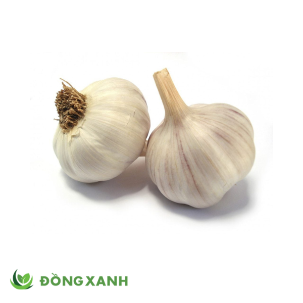 tỏi củ khô