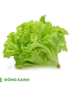 xà lách gai xanh