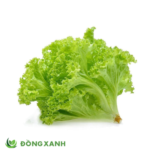 xà lách gai xanh