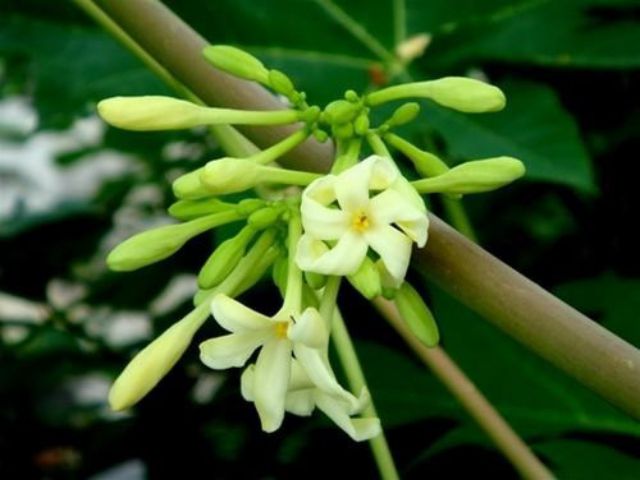 Hoa đu đủ đực