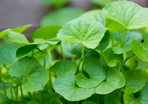 Thanh nhiệt, giải độc với rau má
