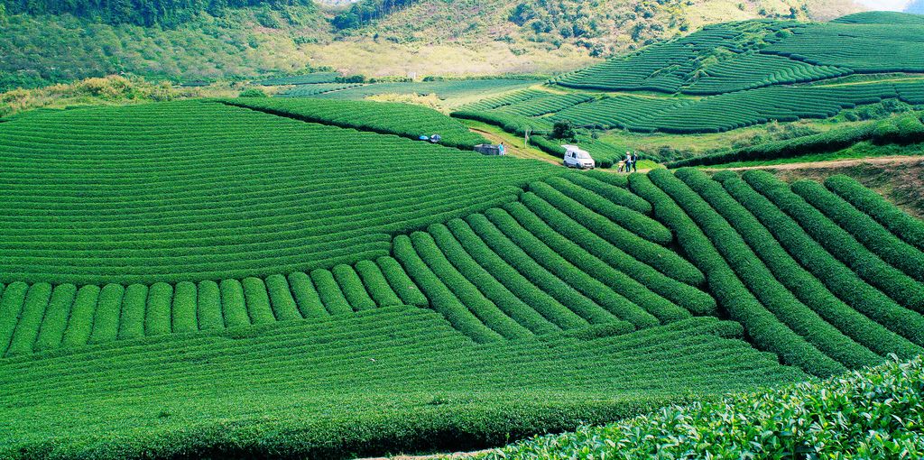 background thuc pham dong xanh