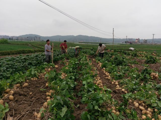 Ăn củ đậu có tốt không