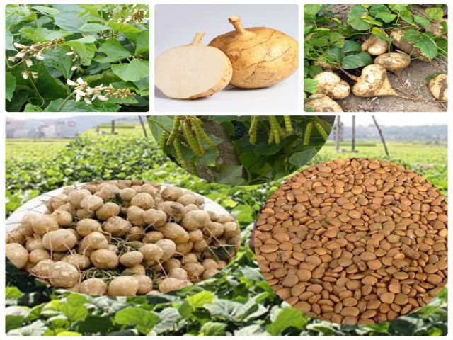 không nên ăn hạt củ đậu