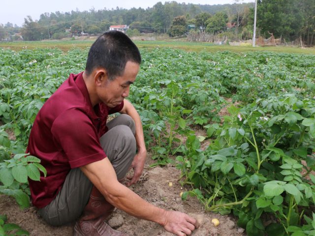 củ đậu được trồng ở các tỉnh Bắc Trung Bộ