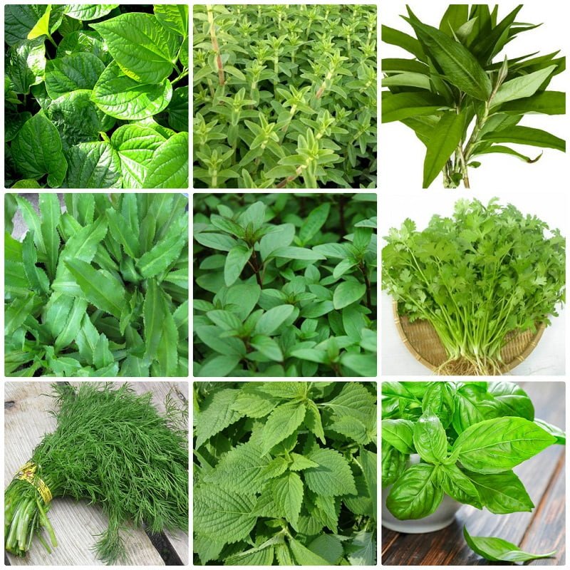 Các loại rau thơm phổ biến và tác dụng cho sức khỏe
