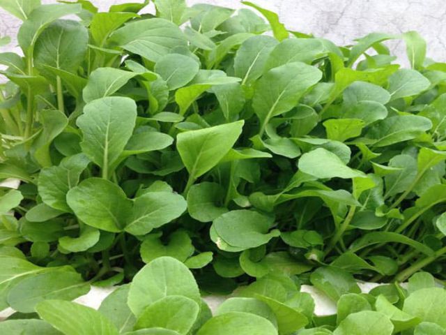 Cách trồng cải ngọt an toàn