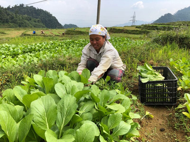 Chọn mua rau củ đúng mùa được giá tốt, sản phẩm chất lượng Chọn mua rau củ đúng mùa được giá tốt, sản phẩm chất lượng